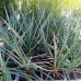 Yucca Rostrata (Juka) ‘FRENCH FLAG’® - kont. C1,5L, výška 10-15 cm (-20°C) Yucca Rostrata (Juka) ‘FRENCH FLAG’® - kont. C1,5L, výška 10-15 cm (-20°C)